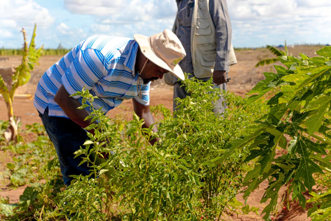 NLA Launches Feasibility Study and Market Assessment for Innovative AgriTech Initiative in Jubbaland